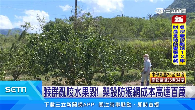 當地農民表示,各種驅趕方式都沒用,架設電圍網雖能防猴,但成本太高