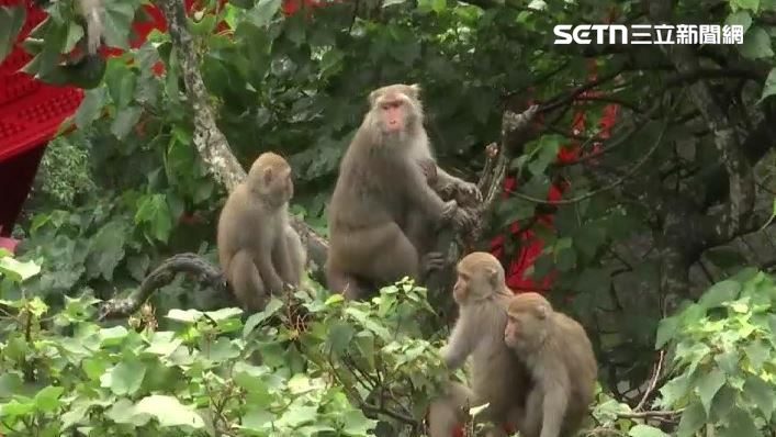 獼猴成群結隊闖果園摘水果,果實賣相都被破壞,長期下來讓不少農民選擇不再務農