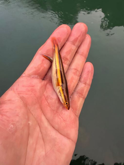危害日月潭生態的魚虎進入繁殖期,幼魚體色已由紅轉黑準備長大變成魚。(圖/翻攝自日月潭一等高臉書粉專)