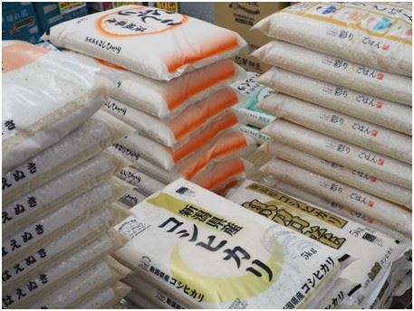 日本新潟縣魚沼地區稻田景觀,越光米以獨特風土條件孕育出細緻風味
