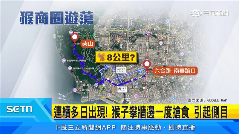 台灣獼猴到處遊蕩