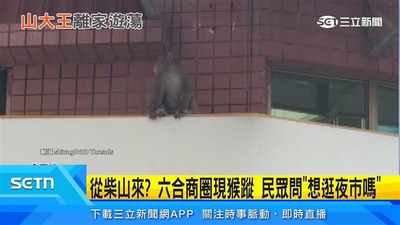 六合夜市,驚見一隻猴子坐牆邊,連續多天有目擊者巧遇。(圖/翻攝自Threads @shiung0408)