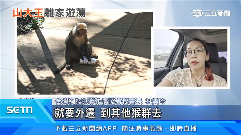 台灣獼猴是母系社會,雄猴長大後就要外遷到其他猴群去