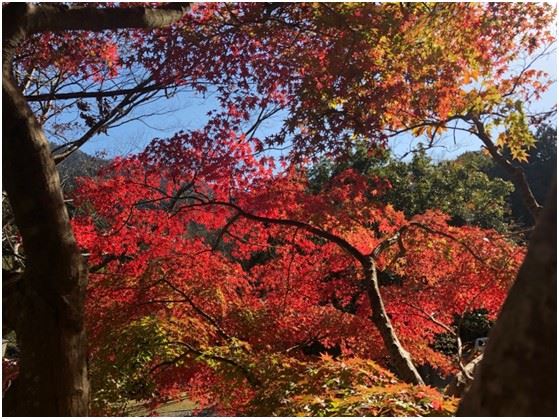 神山町四季分明,楓紅時節為山城增添層次豐富的自然景致