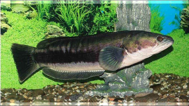日月潭撈「魚虎」破六千尾！較去年增8倍