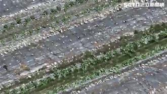 萬里溪河道紅色警戒　農民無法灌溉毀生計
