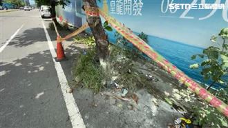 獨／小情侶機車無照雙載　猛撞路樹起火亡