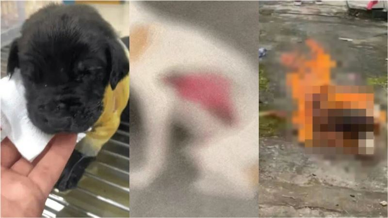 中國虐狗頻傳！火燒流浪狗幼犬慘遭剝皮亡