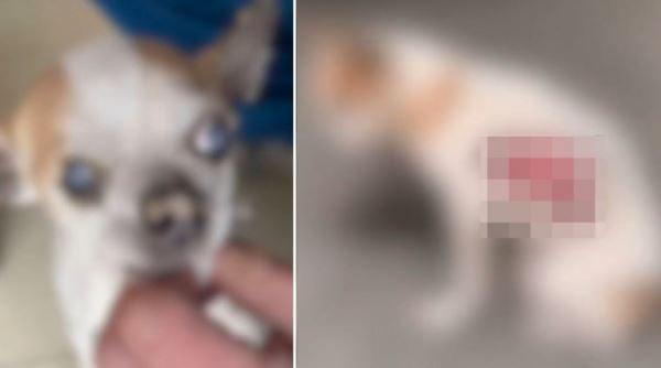 山西臨汾侯馬市發生連環虐狗事件,兩隻狗先後遭人為大面積剝皮,其中一隻為12歲高齡的吉娃娃。(圖/翻攝自《百姓關注》)