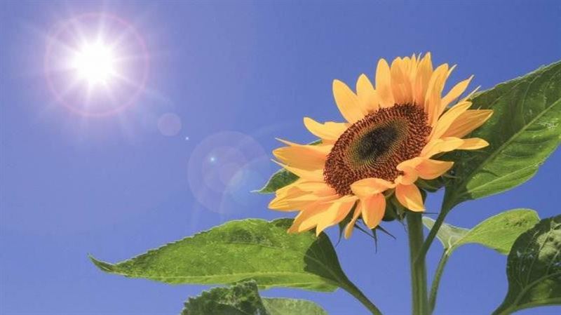 今大暑4生肖健康亮紅燈！開運大法一次看