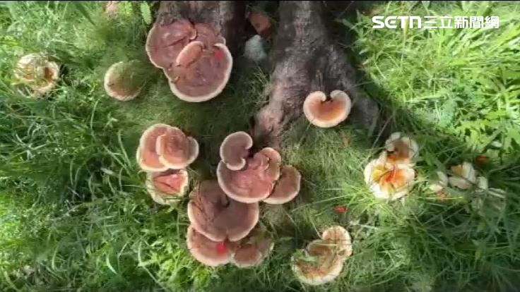 校園樹下冒靈芝 研究員:樹木恐已衰敗