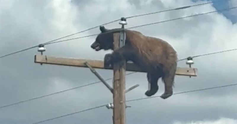 美國新墨西哥州一隻野熊受困高壓電線桿頂端，驚險畫面曝光後迅速在網路瘋傳，最終卻因觸電不幸身亡。（圖／翻攝自X，@RT_com）