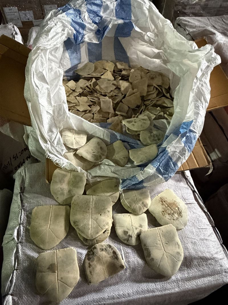 遭獵殺的野生龜數量恐達上萬隻。(圖/翻攝畫面)