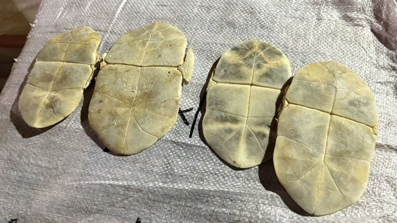 保三查獲的「安布閉殼龜」的腹甲。(圖/翻攝畫面)