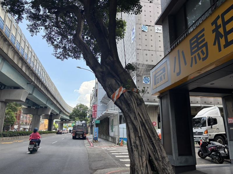 網傳行道樹上綁紅白色警示帶為市府砍樹的記號，台北市工務局公園處24日澄清，部分行道樹主幹因樹形發展等出現歪斜，可能影響道路淨空，因此設置警示帶提醒用路人注意。（台北市工務局提供）