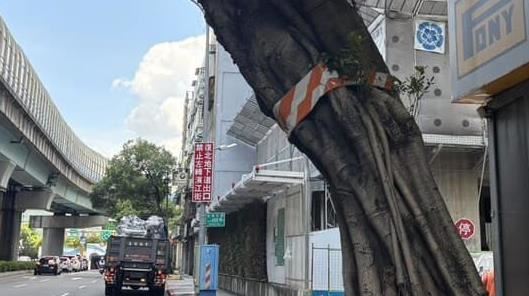 綁紅白警示帶是砍樹標記？北市回應了