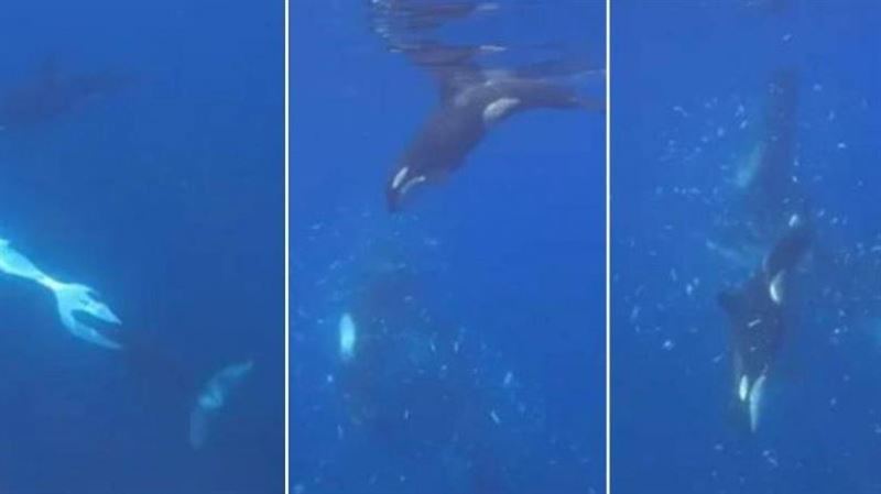 虎鯨高速猛撞！1800公斤翻車魚瞬間爆開