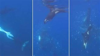 虎鯨高速猛撞！1800公斤翻車魚瞬間爆開