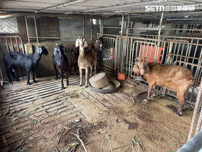 雲林縣檢出首例羊肉戴奧辛超標,幸好問題羊肉並未流入市面。(圖/翻攝畫面)