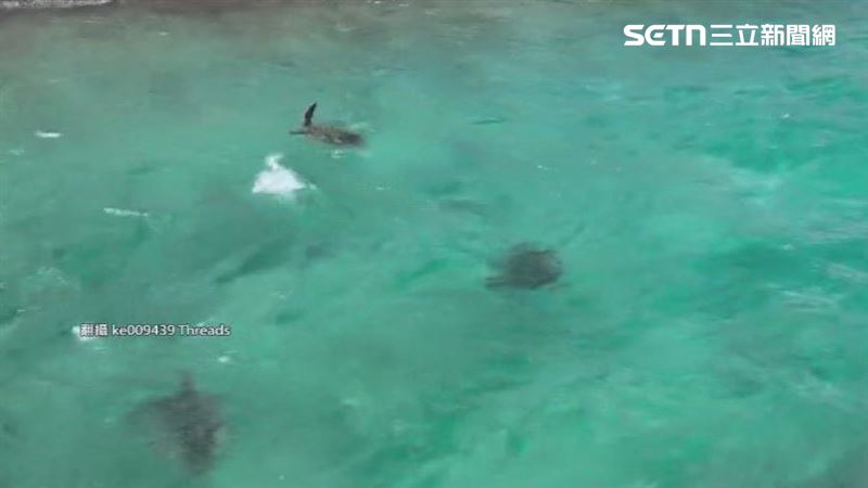 後壁湖核三廠出水口出現海龜,吸引遊客觀賞,但有人拿吐司丟入海中餵食,立即遭其他民眾制止,因為吐司高鹽高糖還有人工添加物,會嚴重影響海龜健康