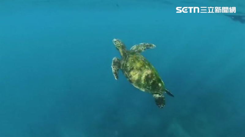 墾丁亂象!遊客餵海龜吐司、寄居蟹遭販賣