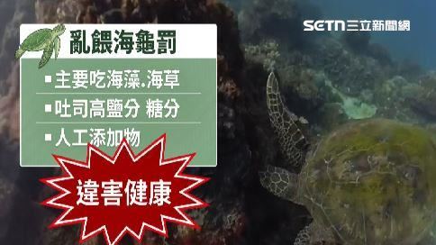 海龜主要食物是海藻與海草