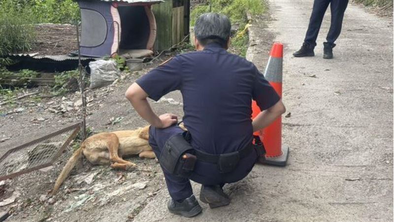 台中果園濺血!惡賊打死「小黃」害頭骨碎