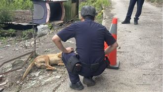 台中果園濺血！惡賊打死「小黃」害頭骨碎