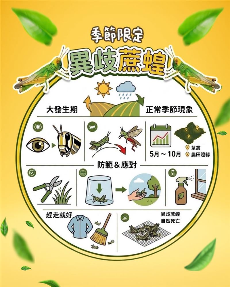 近期許多民眾發現家裡出現「神秘怪蟲」,新北市農業局透露,這隻神秘怪蟲其實是「異歧蔗蝗」。(圖/翻攝自新北市農業局臉書)