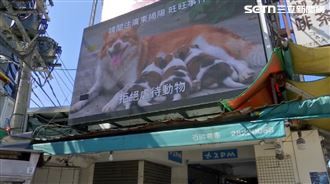 獨/中國虐狗案不能沉 美、日、韓、台串聯