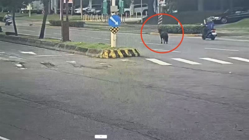 北投迷你馬三度逃家！馬路狂奔畫面曝光