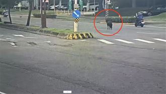 北投迷你馬三度逃家！馬路狂奔畫面曝光