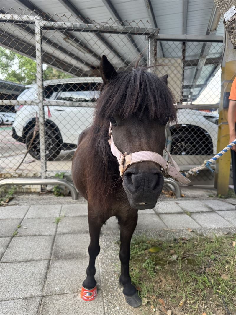 這隻迷你馬為附近「逐風農場」黃姓業者飼養,這次已是牠第三度逃家。(圖/翻攝畫面)