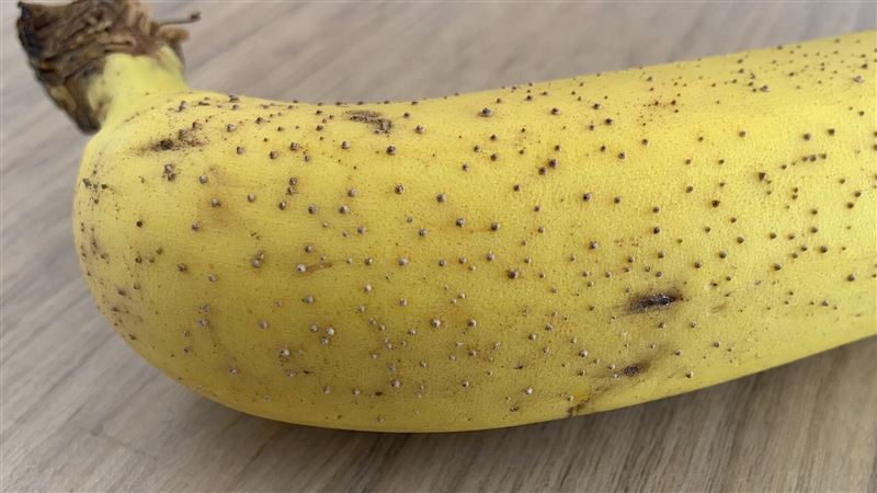 男性私密處冒出小顆粒,常誤以為感染「菜花」。泌尿科醫師陳鈺昕提醒,多數其實是良性生理構造,但若顆粒突然變大、變多,或伴隨疼痛、搔癢,應儘早就醫檢查。(圖/AI製圖)