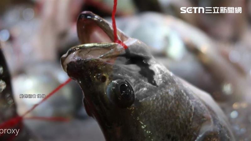 獨／「弓魚」較新鮮？　害肉質變差且違法