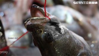 獨／「弓魚」較新鮮？　害肉質變差且違法