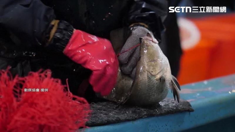 「弓魚」反而讓魚肉的肉質變更差