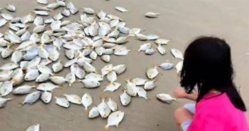 從網路流傳畫面可見，海岸線遍布銀白色金鯧魚。（圖／翻攝自微博）
