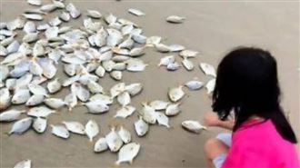 颱風過境！海灘遍地金鯧魚 2小時爽撿50kg