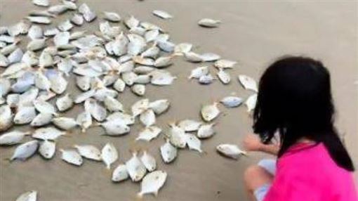 颱風過境！海灘遍地金鯧魚 2小時爽撿50kg