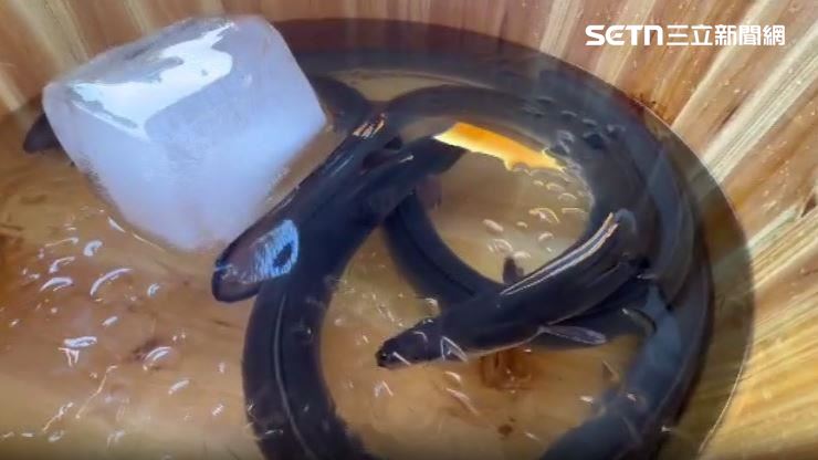 鹿港是養鰻重鎮，不過外銷受到影響改打在地行銷