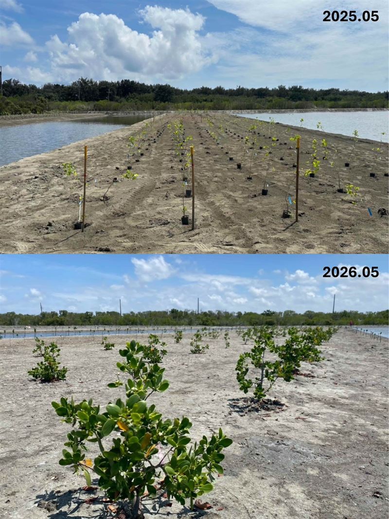 「台灣大藍碳 紅樹林復育計畫」結合自然增匯、永續養殖、水質淨化與生態系服務概念,發展全國首創之「紅樹林複合式養殖系統 (IMAS)」,經長期監測證實已從碳排放(源)成為碳吸存(匯)系統。台南市台江國家公園、面積 2.7 公頃的紅樹林復育場域經一年比對,植栽已明顯生長。(圖/業者提供)