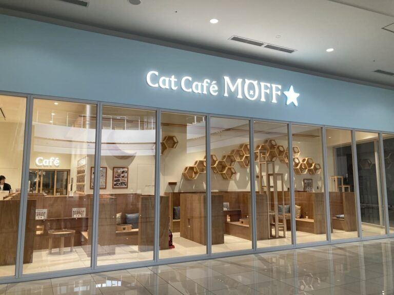 Cat Café MOFF熊本店的25隻貓咪已經順利全數救出。(圖/翻攝Cat Café MOFF官網)