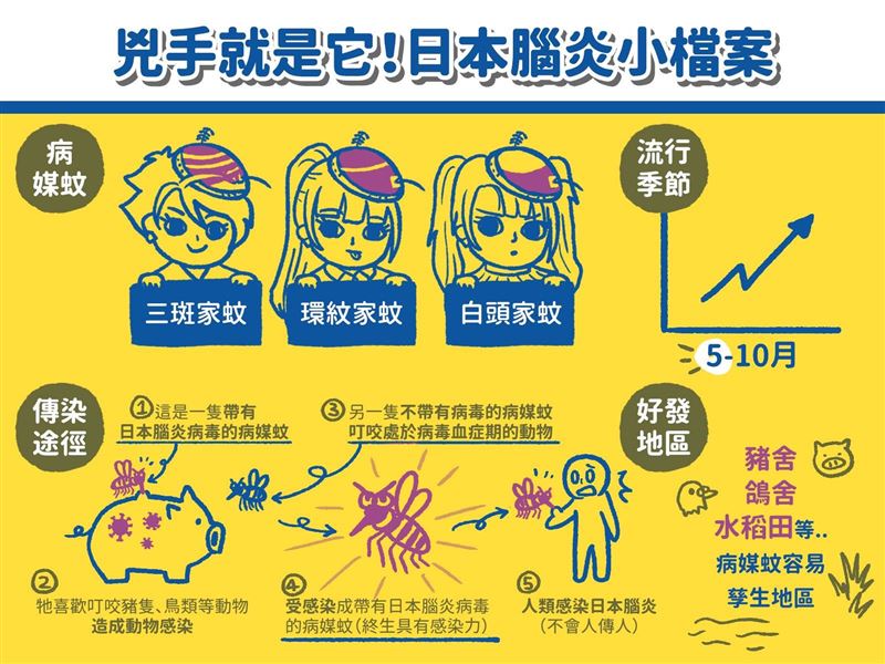 日本腦炎是由日本腦炎病毒(Japanese Encephalitis Virus, JEV)所引起,主要透過三斑家蚊等病媒蚊叮咬傳播,而豬隻、水鳥則是病毒的重要宿主。(圖/翻攝自《疾病管制署 - 1922防疫達人》FB)