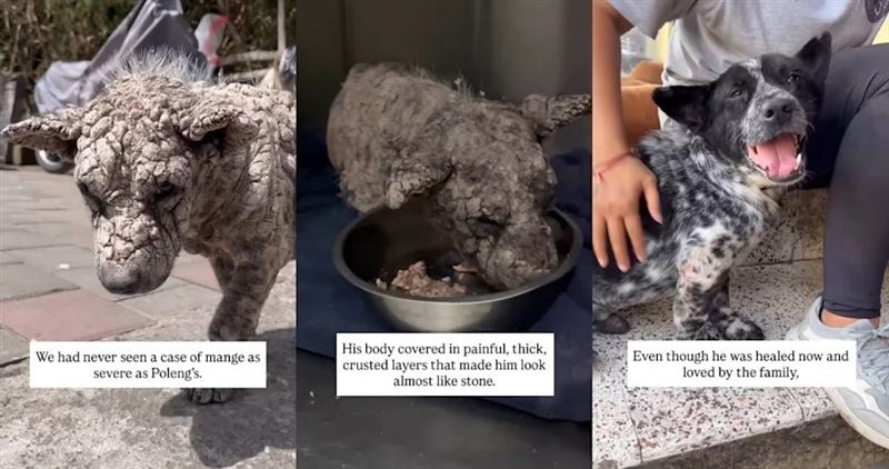 流犬Poleng罹患疥癬病，傷口結痂宛如「石化」，經過4個月的細心照護，已恢復健康。（圖／翻攝自IG@littlestepsmatter）