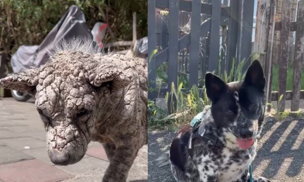 流犬Poleng罹患疥癬病，傷口結痂後如石頭，宛如「石化」。（圖／翻攝自IG@littlestepsmatter）
