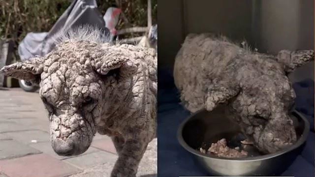 浪犬傷口結痂如「石頭」　人都認不出是狗
