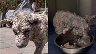 浪犬傷口結痂如「石頭」　人都認不出是狗