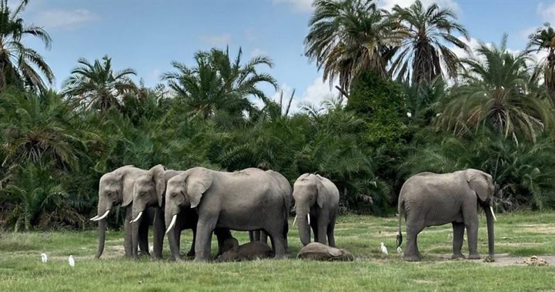 肯亞安博塞利國家公園(Amboseli National Park)附近一處種植區域,近期發生15頭大象在1個月內接連暴斃,是該區數十年來最大規模的大象死亡事件。(圖/達志/美聯社)
