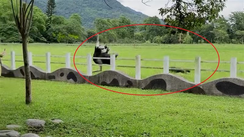 黑狗衝進入放牧區瘋狂追逐裡面的鴕鳥。(圖/翻攝畫面)
